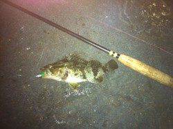 シーバス狙い～タケノコメバルが遊んでくれました