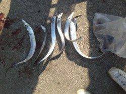 灘浜にタチウオを釣りに行きました