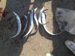 灘浜にタチウオを釣りに行きました