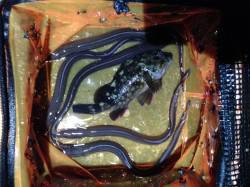 太刀魚＆流行りのアナゴ狙いで西宮浜に釣行