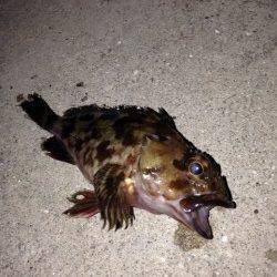 ポーアイでアジング、強風でアジ気配なくガシラの釣果