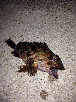 ポーアイでアジング、強風でアジ気配なくガシラの釣果