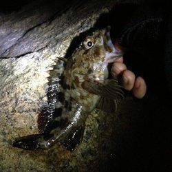 メバル狙いで泉南周辺ランガン～鳥取漁港でガシラ