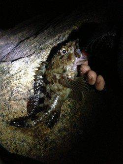 メバル狙いで泉南周辺ランガン～鳥取漁港でガシラ