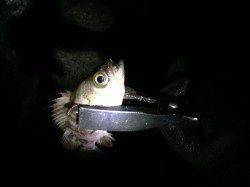 前日に引き続き鳥取ノ荘にメバル調査へ