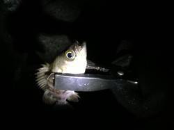 前日に引き続き鳥取ノ荘にメバル調査へ