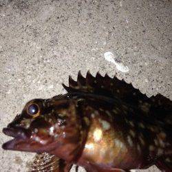 神戸港でガシリング、例年よりかなり数が多そう