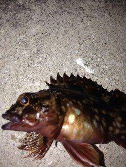 神戸港でガシリング、例年よりかなり数が多そう