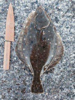 ささめ針の飛炎カレイでイシガレイ33cm　須磨で投げ釣り