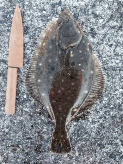 ささめ針の飛炎カレイでイシガレイ33cm　…