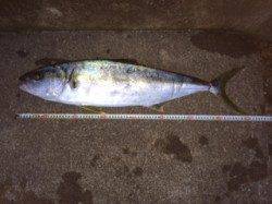 カゴ釣りでヒラマサ・ハマチ・タイ！