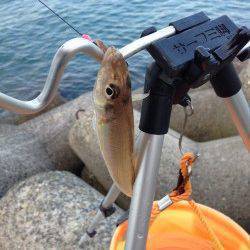 朝マヅメ狙いの短時間投げ釣り　樽井漁港でキス