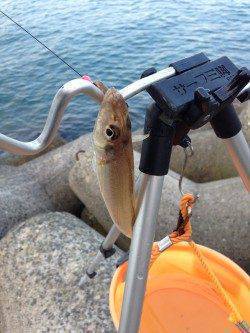 朝マヅメ狙いの短時間投げ釣り　樽井漁港でキス