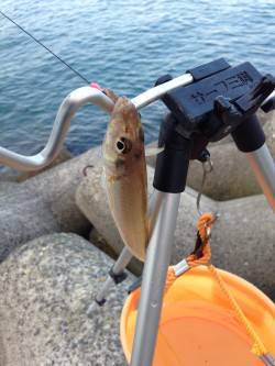 朝マヅメ狙いの短時間投げ釣り　樽井漁港でキ…