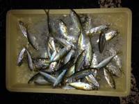 雨の和歌山マリーナシティでさびき釣り　大漁…