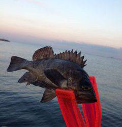 せんなん里海公園でルアーゲーム、メバルが釣れました♪