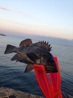 せんなん里海公園でルアーゲーム、メバルが釣…