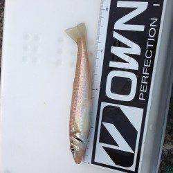 樽井漁港の投げ釣りでカレイを狙うも。。。