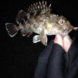 兵突でガシラゲット、投げ竿にはアナゴが！