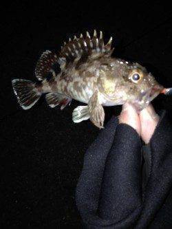 兵突でガシラゲット、投げ竿にはアナゴが！