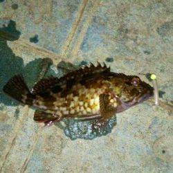 今年の釣り納めガシリングで一投一匹のプチラッシュ！