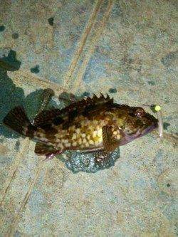 今年の釣り納めガシリングで一投一匹のプチラッシュ！