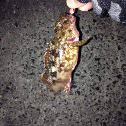 新浜漁港　1時間ほどのガシリング釣行☆