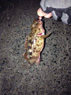 新浜漁港　1時間ほどのガシリング釣行☆