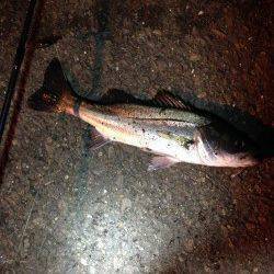 兵庫突堤　ジグヘッドでメバル狙いもシーバス40cm　サビキでイワシも