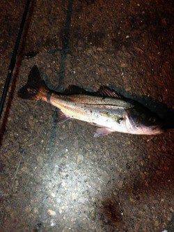 兵庫突堤　ジグヘッドでメバル狙いもシーバス40cm　サビキでイワシも