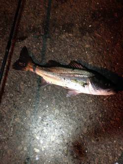 兵庫突堤　ジグヘッドでメバル狙いもシーバス…