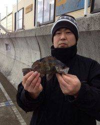 マリーナシティでの根魚釣果　シラサの胴突仕掛けにて