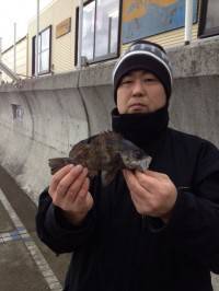 マリーナシティでの根魚釣果　シラサの胴突仕…