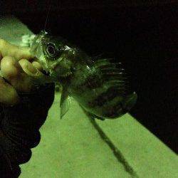 鳥取ノ荘最初はアジが釣れ続き、その後はメバル