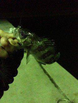 鳥取ノ荘最初はアジが釣れ続き、その後はメバル