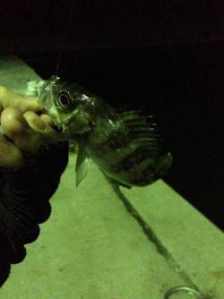 鳥取ノ荘最初はアジが釣れ続き、その後はメバ…