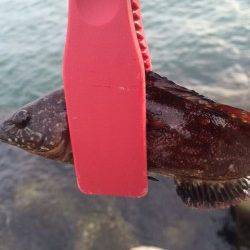 二見の人工島でロックフィッシュ狙い、シーズン到来ですね！