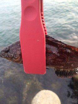 二見の人工島でロックフィッシュ狙い、シーズン到来ですね！