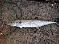 助松埠頭、ワインドで85cmのサワラがHIT！