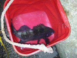 北港魚つり公園にてウキ釣りでメバル狙い