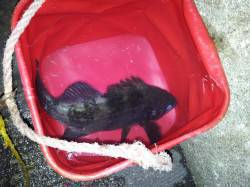 北港魚つり公園にてウキ釣りでメバル狙い