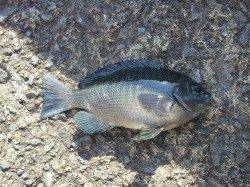 北港魚つり公園でコウイカ&グレ