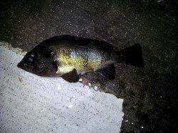 北港魚つり公園にてウキ釣りでメバル狙い