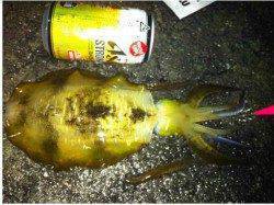 小浜のアオリイカ　ロングステイでようやくヒット