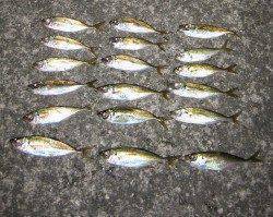 ミオ筋を狙ってアジキャッチ！　汐見埠頭でのアジング