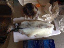 太地港でエギング　赤系エギのみに反応