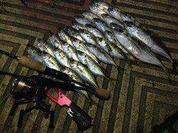 大阪南港でっかいアジが釣れました！！