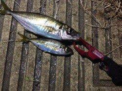 大阪南港でっかいアジが釣れました！！