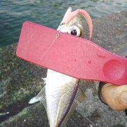 明石港　アジングでアジ15尾　最後のキャストでメバルも