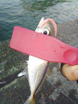 明石港　アジングでアジ15尾　最後のキャストでメバルも